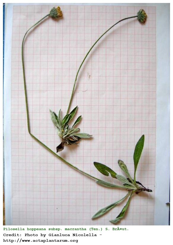 Pilosella hoppeana subsp. macrantha (Ten.) S. BrÃ¤ut. & Greuter